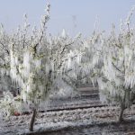bakan yumakli ve tarsimden zirai don aciklama MsvdHrGA