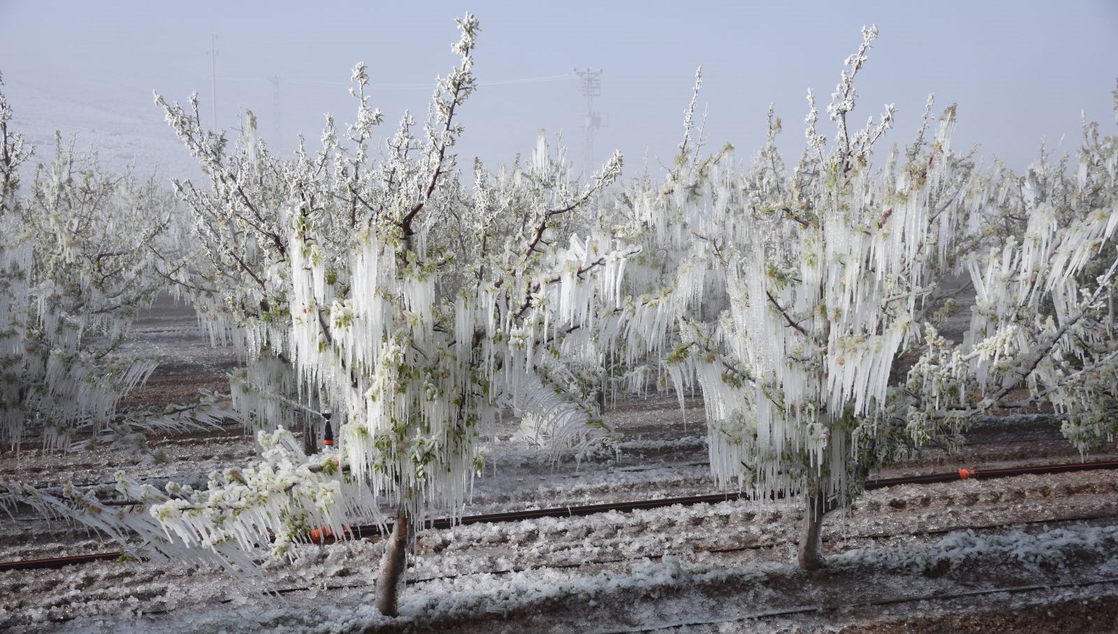 bakan yumakli ve tarsimden zirai don aciklama MsvdHrGA