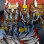 balikcilar donemin son siftahlarini yapiyor istavrit 300 hamsi 350 lira zTQP3hhj