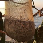 balikcilar paydos ediyor ihlal edenlere binlerce lira ceza sDEGEpJm