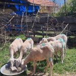 basibos kopeklerin saldirdigi koyun surusunun yarisi telef oldu dAzugPTD