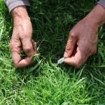 bin bir zahmetle elle tek tek toplanan bitki gribe yeterli geliyor idrar sokucu ozelligi T3IqspAW