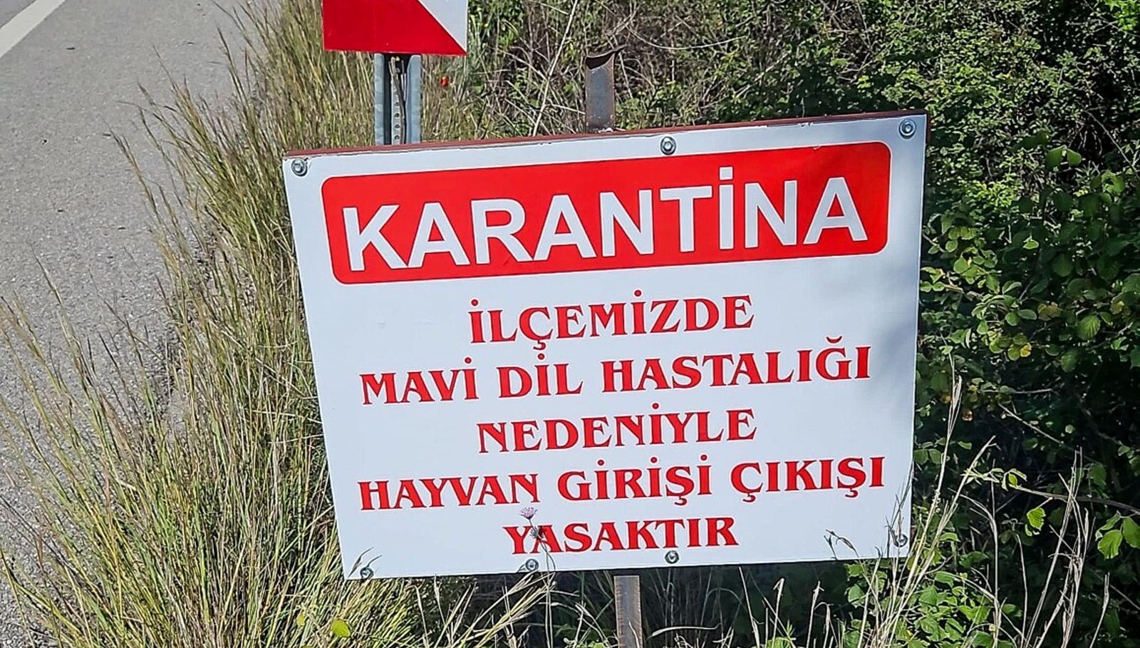 Bir ilçe karantinaya alındı: Mavi lisan hastalığı 71 bir ilce karantinaya alindi mavi lisan hastaligi Q6HGEtb3