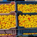 birinci hasat yapildi 500 tlden alici buldu VzHJSAGs