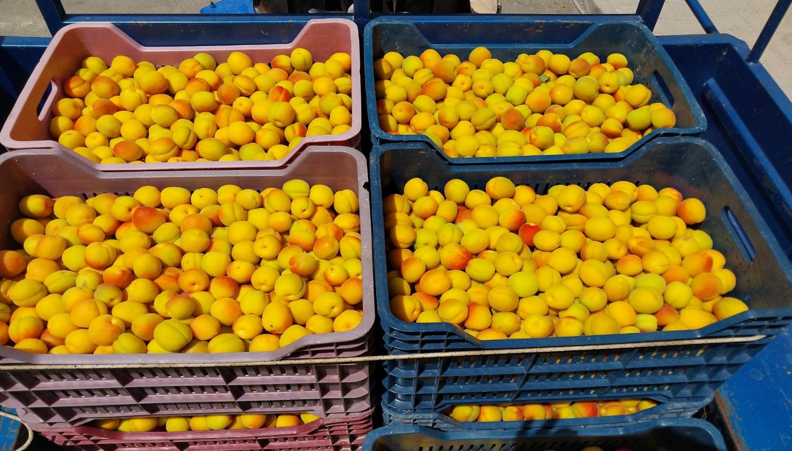 Birinci hasat yapıldı: 500 TL'den alıcı buldu 71 birinci hasat yapildi 500 tlden alici buldu VzHJSAGs