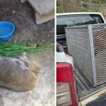 bitkin halde bulunan ceylan tedavi altina alindi uca6En1V