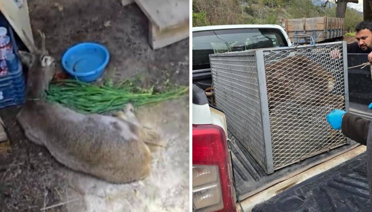 bitkin halde bulunan ceylan tedavi altina alindi uca6En1V