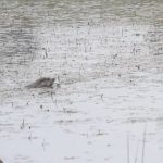 boluda su samuru goruntulendi wQynLEaf