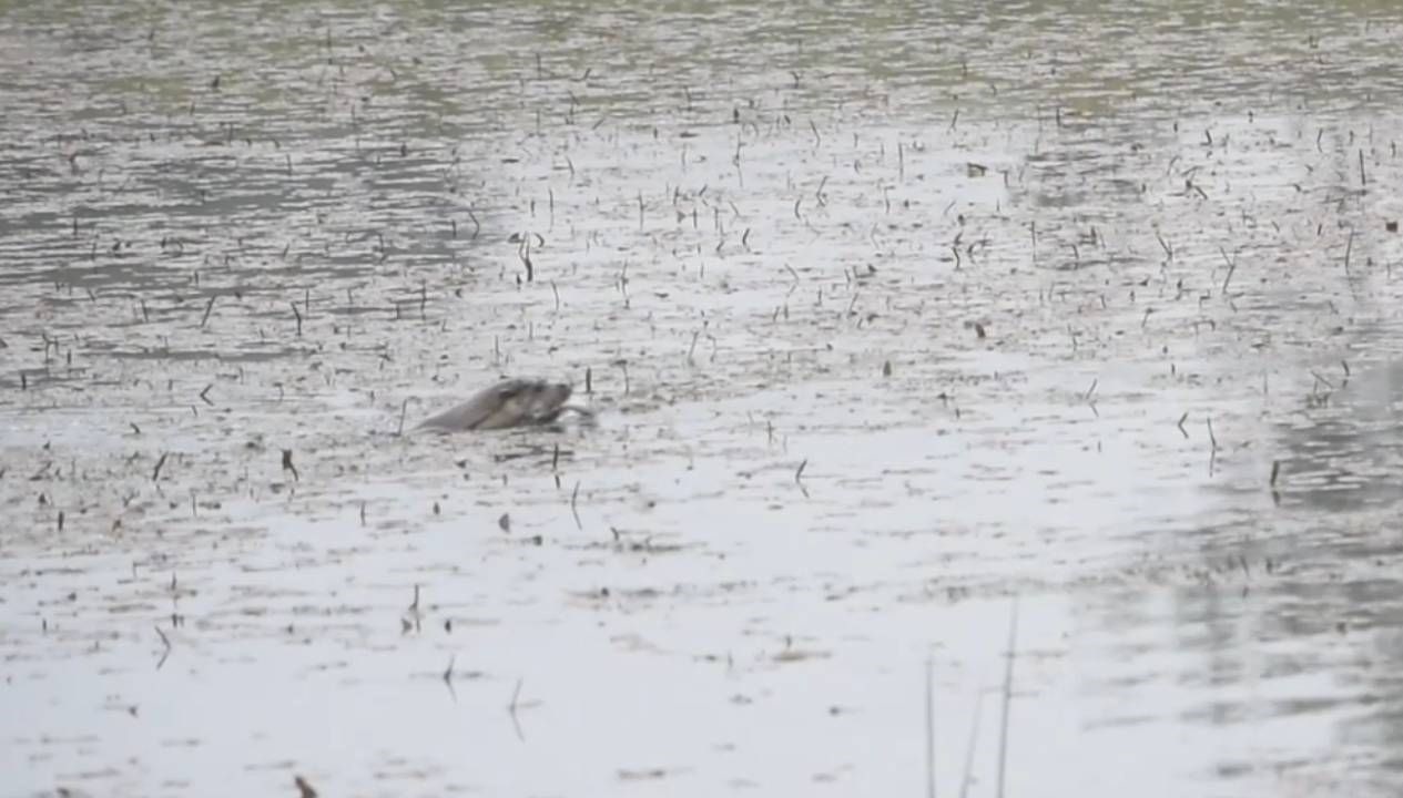 boluda su samuru goruntulendi wQynLEaf