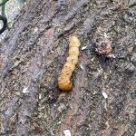 bu bocek cesidine dikkat bakanlik kirmizi bultenle araniyor afisi hazirladi T8OEYast