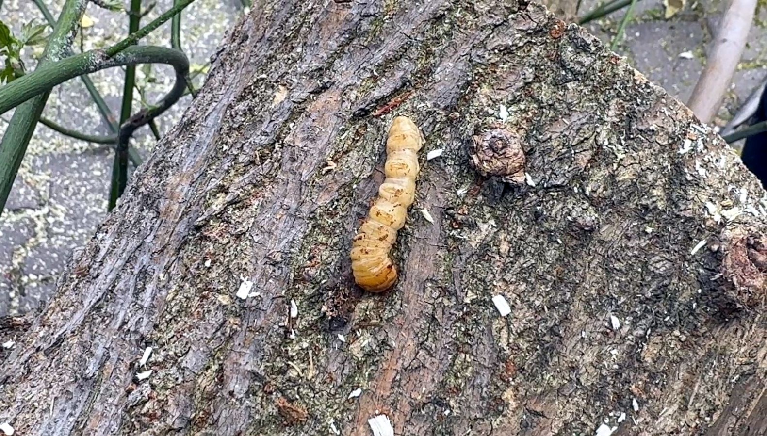Bu böcek çeşidine dikkat! Bakanlık kırmızı bültenle "Aranıyor" afişi hazırladı 71 bu bocek cesidine dikkat bakanlik kirmizi bultenle araniyor afisi hazirladi T8OEYast