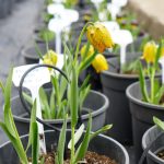 bu cicegi koparmanin cezasi 577 bin lira ulkemizde 52 cesidi bulunuyor 4HznZ2xq