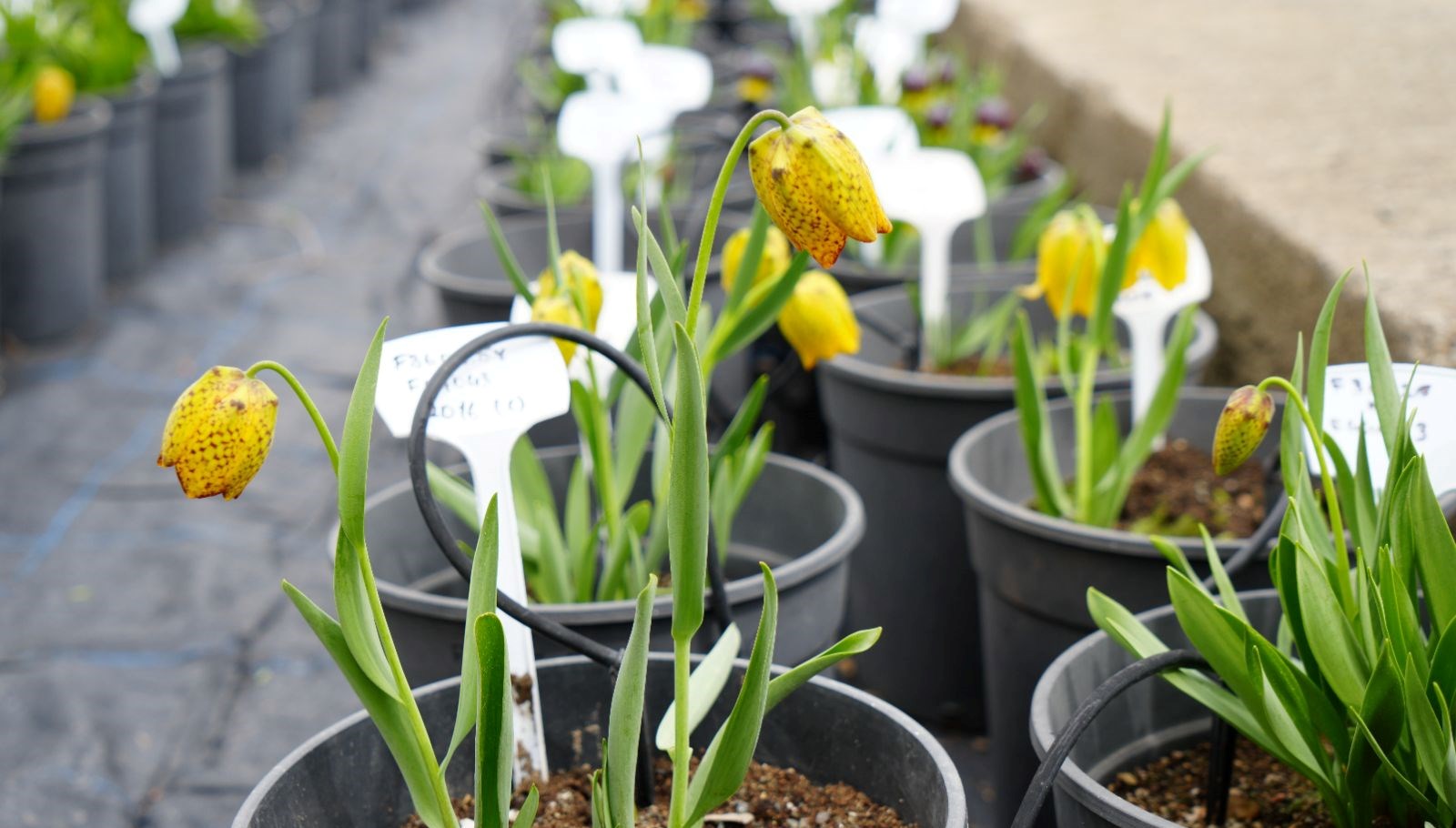 Bu çiçeği koparmanın cezası 577 bin lira: Ülkemizde 52 çeşidi bulunuyor 71 bu cicegi koparmanin cezasi 577 bin lira ulkemizde 52 cesidi bulunuyor