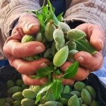 bu yil kilosu 250 tl baharin mujdecisi pazar tezgahini susledi qIlWzHL7