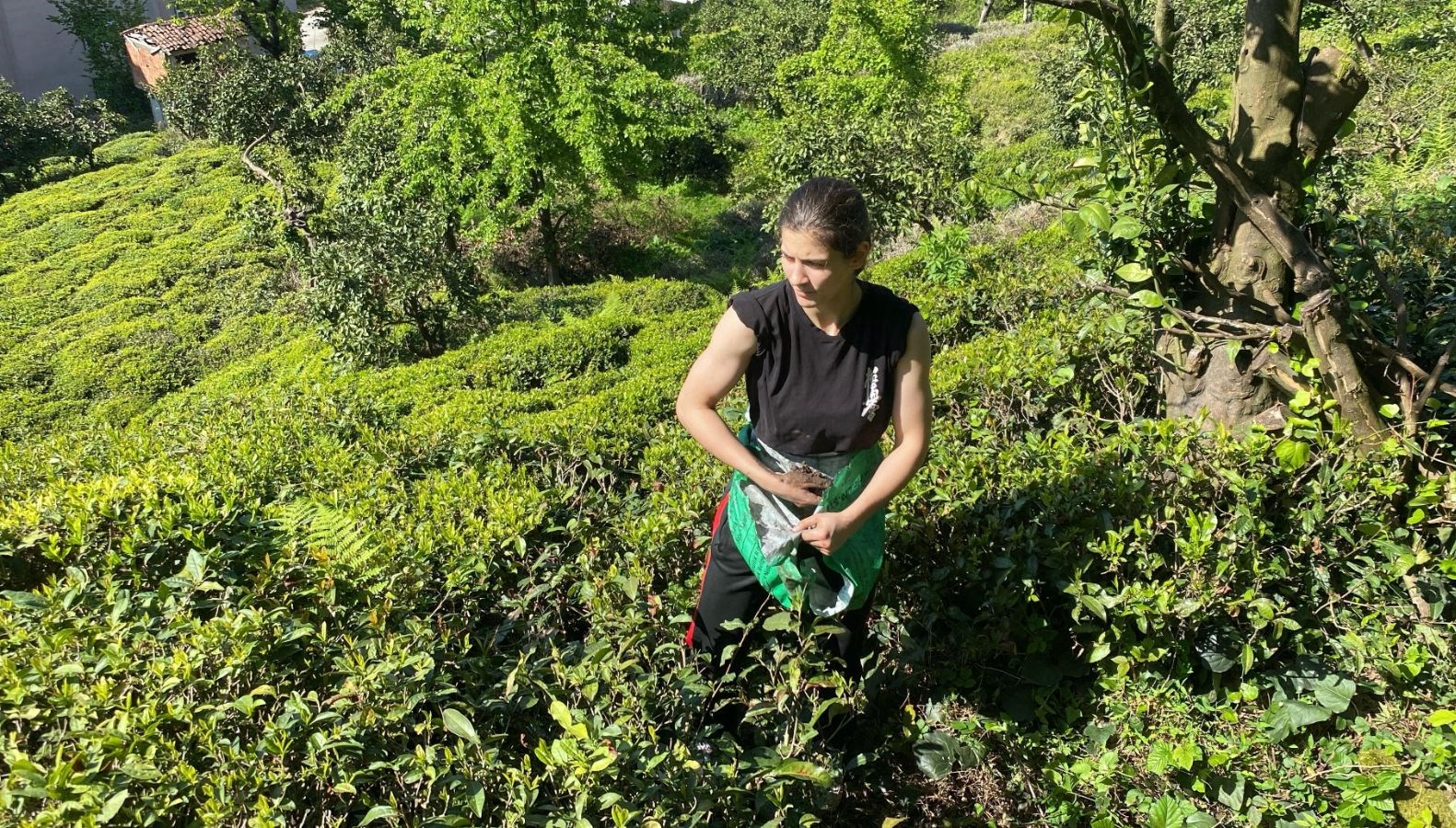 cay bahcesinden dunya sampiyonasina artvinli nisa gulun maksadi japonya l1kbbiCq