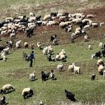 coban krizi buyuyor 70 bin lira maasi begenmiyorlar IjE71feO