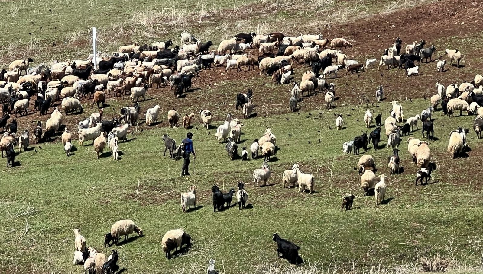 Çoban krizi büyüyor: 70 bin lira maaşı beğenmiyorlar 71 coban krizi buyuyor 70 bin lira maasi begenmiyorlar IjE71feO