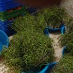 daglardan bedavaya toplaniyor 100 tlye satiliyor aydinin nimeti olarak bilinen sifali bitki Fx5Pcsrj