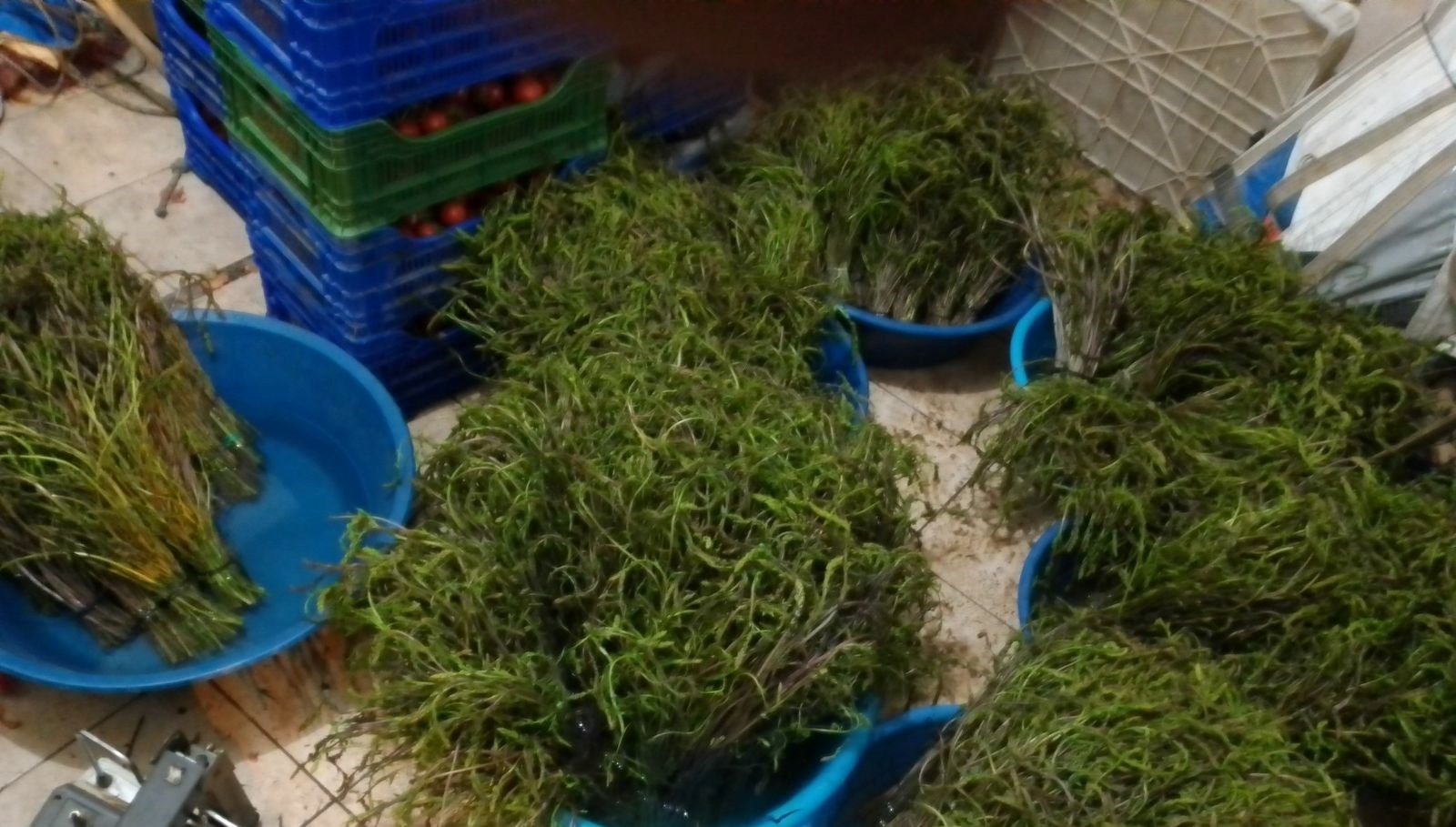 Dağlardan bedavaya toplanıyor, 100 TL'ye satılıyor: "Aydın'ın nimeti" olarak bilinen şifalı bitki 71 daglardan bedavaya toplaniyor 100 tlye satiliyor aydinin nimeti olarak bilinen sifali bitki