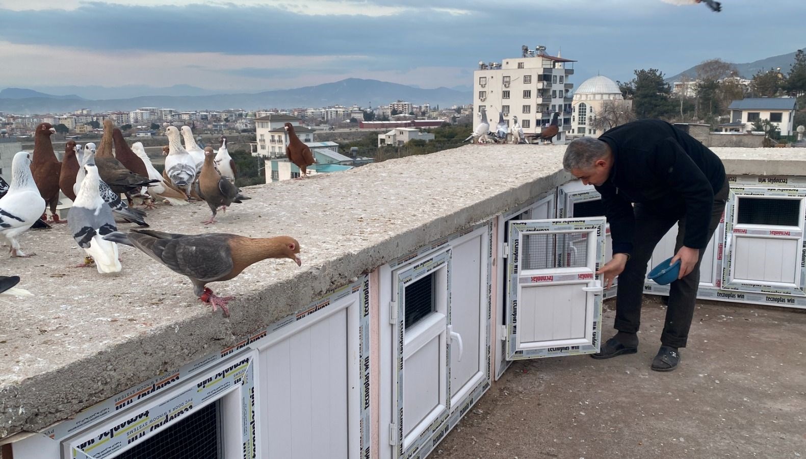 Dedenin Mirası, Torunun Tutkusu: 1,5 Milyonluk Hobi! 71 dedesinin hobisiydi artik kendisi besliyor fiyatlari 15 milyon lira VOinYy21