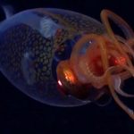 denizin derinliklerinde dev kalamar birinci kere canli goruntulendi chXyIUAR