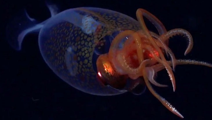 denizin derinliklerinde dev kalamar birinci kere canli goruntulendi chXyIUAR