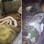 devriye takimlari neye ugradigini sasirdi aracin art koltugundan zehirli yilanlar cikti saUbv77z