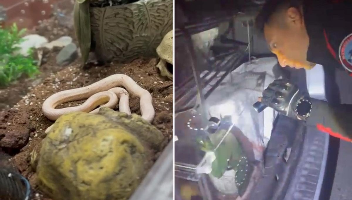 devriye takimlari neye ugradigini sasirdi aracin art koltugundan zehirli yilanlar cikti saUbv77z