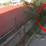 doktorun evinde parcalanmis kopek cesetleri telefonda korkunc videolar OhW91JEG