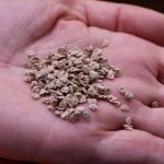 domates tohumu viruslu cikti ivpr1gT2