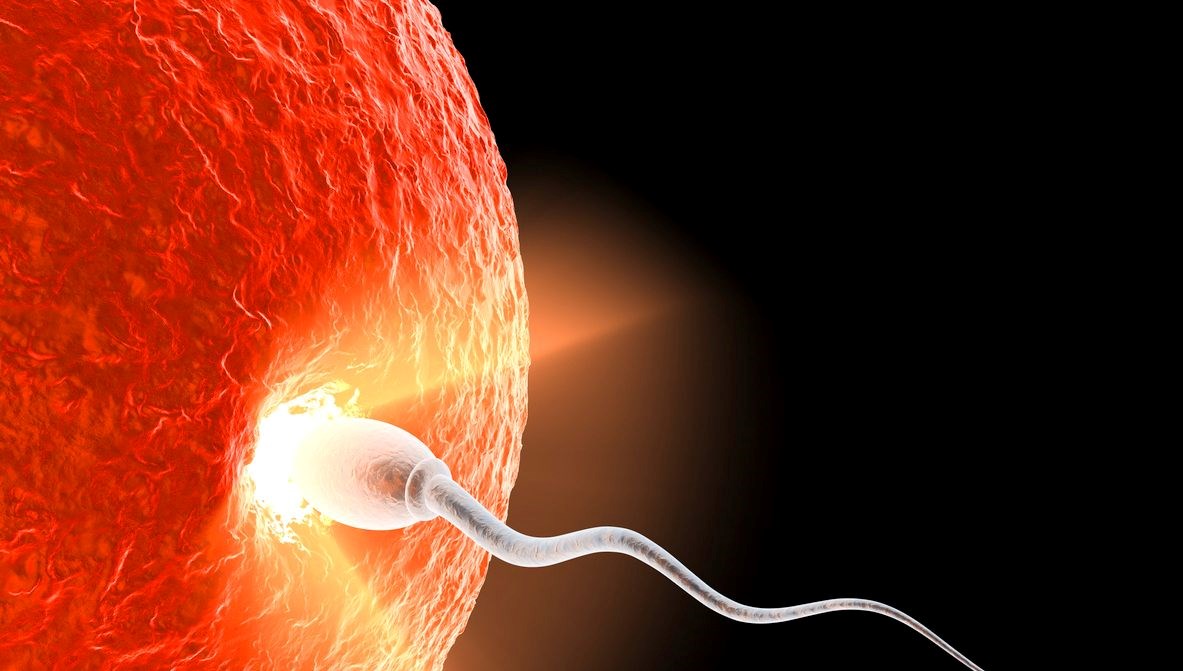 dunyanin birinci sperm nakli gerceklesti bilim insanlari umut verici buluyor