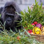 dunyanin en yasli gorili fatou 68 dogum gununu kutladi stvCBlOy