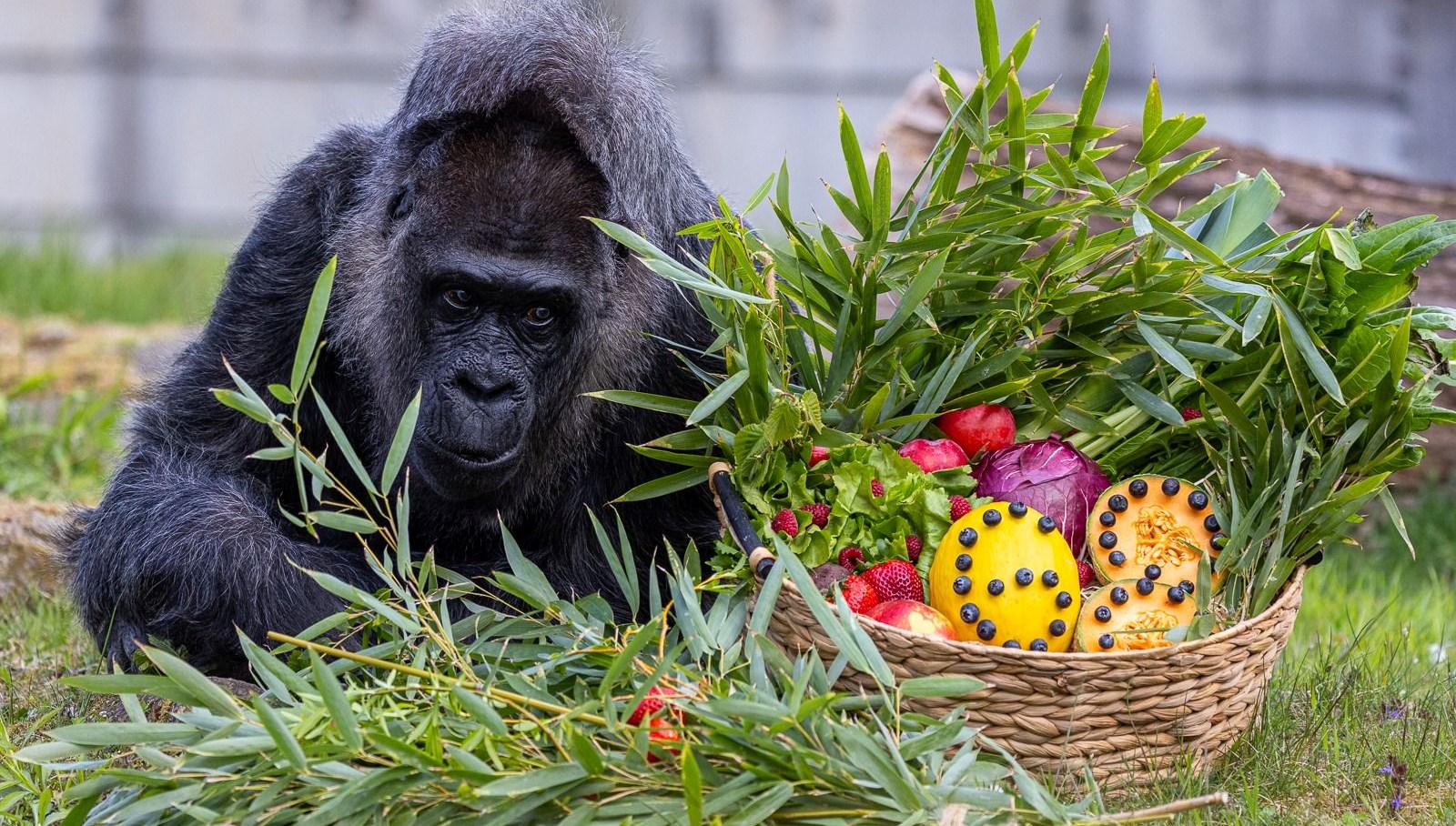 dunyanin en yasli gorili fatou 68 dogum gununu kutladi stvCBlOy