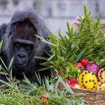 dunyanin en yasli gorili fatou 68inci yasini kutladi ObzBSkSJ