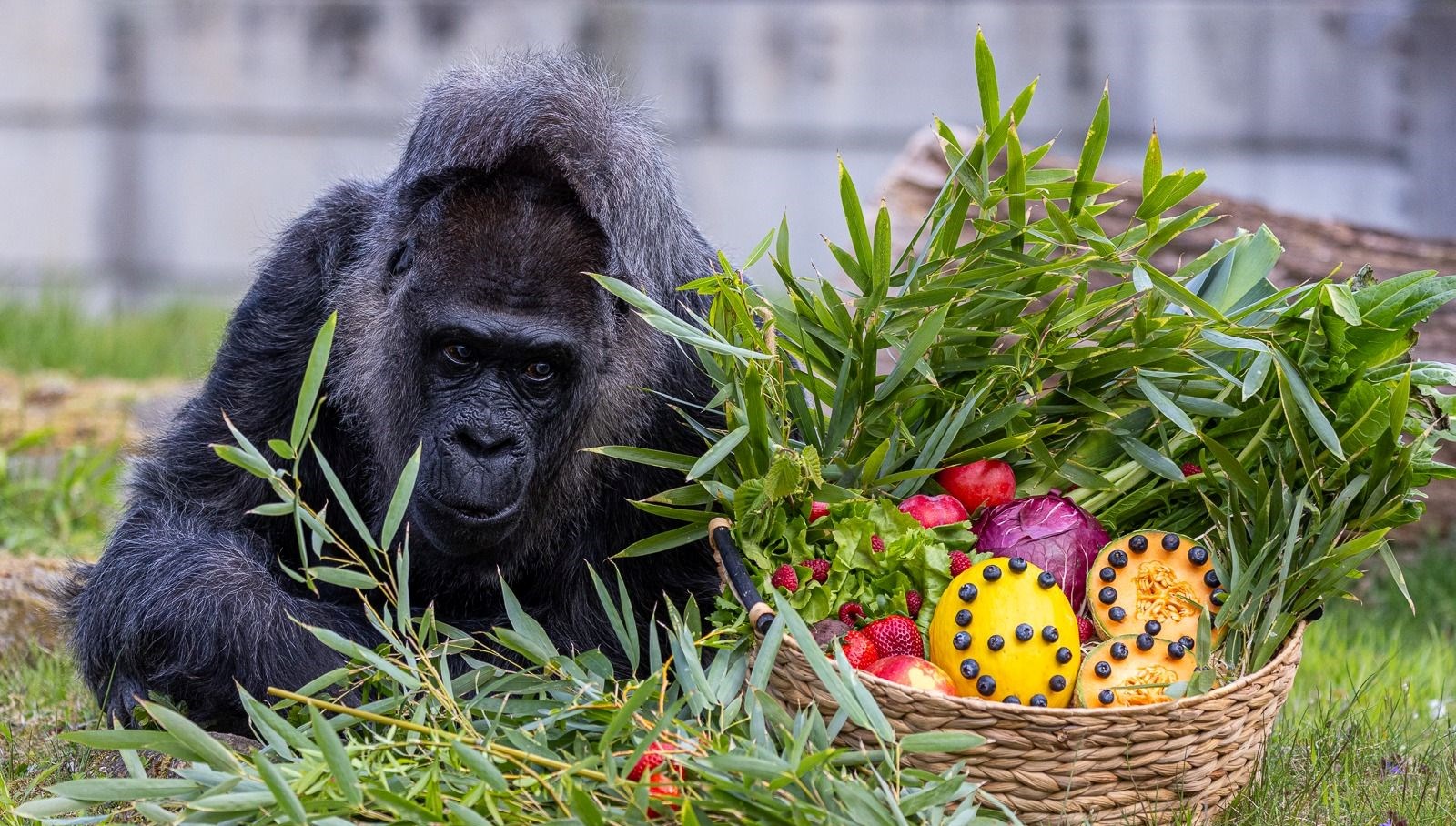 dunyanin en yasli gorili fatou 68inci yasini kutladi ObzBSkSJ