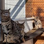 egzotik kedi ticareti cetesi cokertildi toplumsal medyada 2 milyon tlye leopar satiyorlar dIIhzqBF