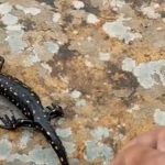 elazigda benekli semender goruntulendi pKYWzYJu