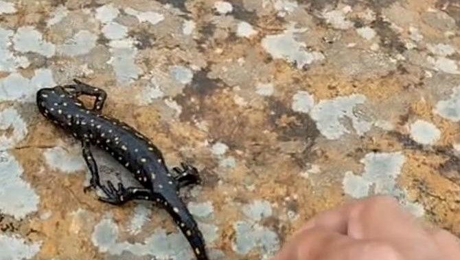 Elazığ’da Nadir Görülen Benekli Semender Kameralara Yakalandı 71 elazigda benekli semender goruntulendi pKYWzYJu