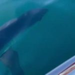 evvel antalya artik de datca kiyilarda kopek baligi korkusu i78vchOS