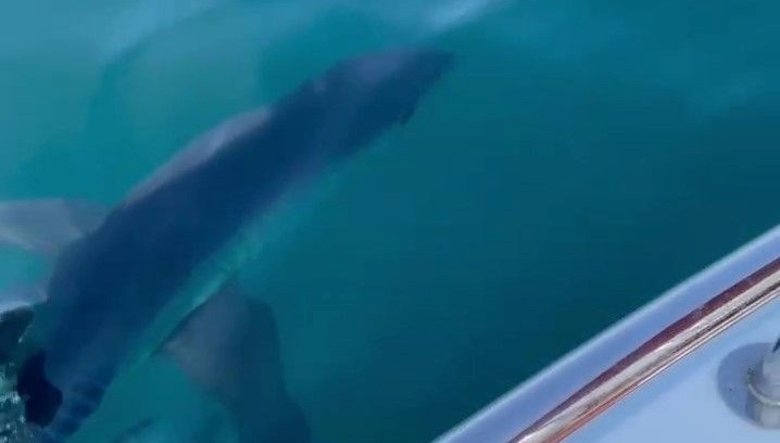 evvel antalya artik de datca kiyilarda kopek baligi korkusu i78vchOS