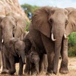 fil hucumlarina yeni tedbir takip sistemi devreye sokuldu FBs4C3Dm