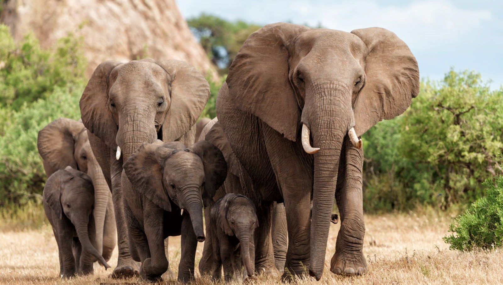 fil hucumlarina yeni tedbir takip sistemi devreye sokuldu FBs4C3Dm