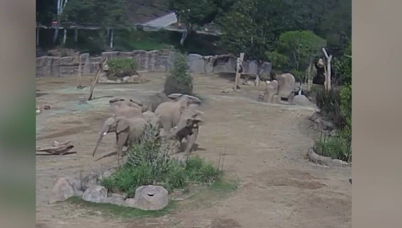 Filler, sarsıntı sırasında "uyarı çemberi" oluşturdu 71 filler sarsinti sirasinda uyari cemberi olusturdu