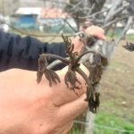 giresunda zirai don sebin cevizini de vurdu hSphgsYu