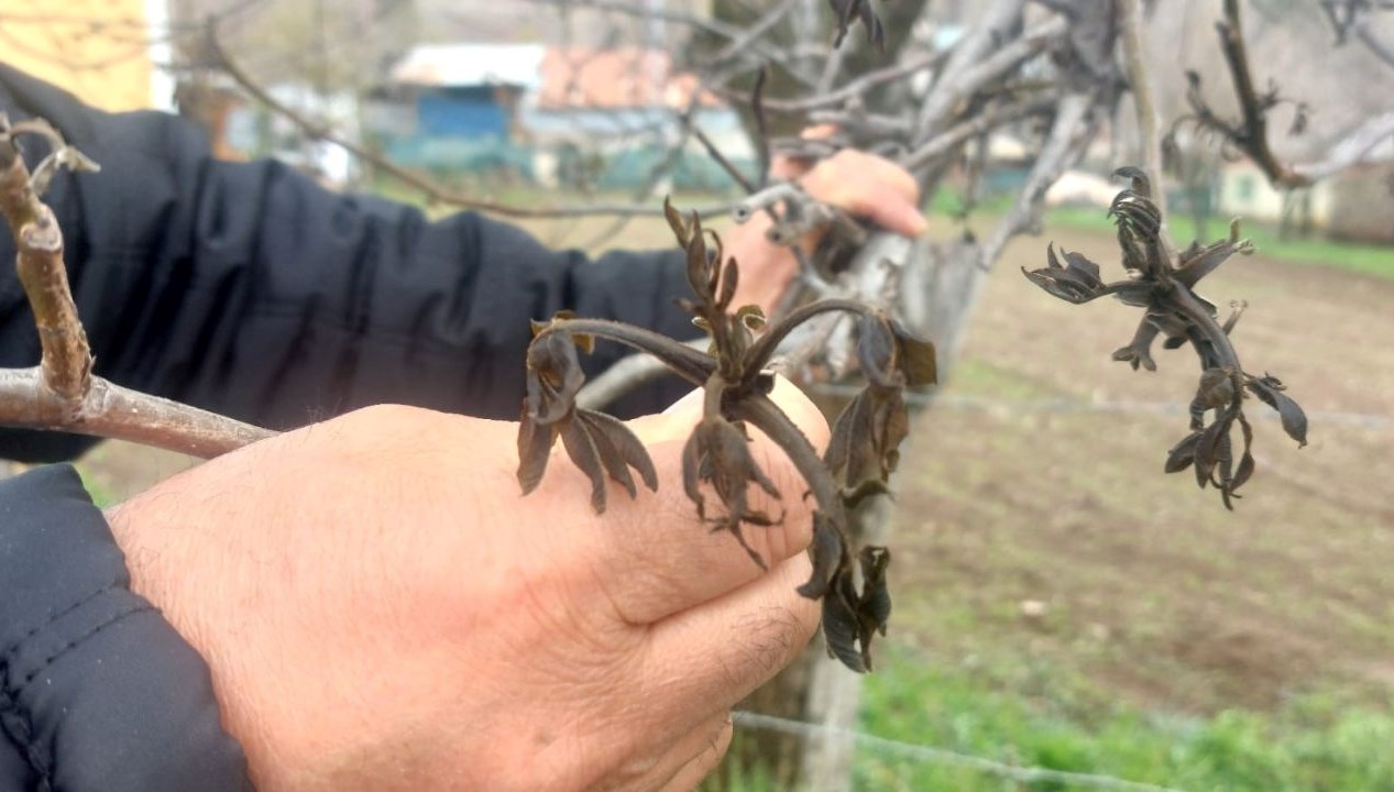 giresunda zirai don sebin cevizini de vurdu hSphgsYu