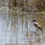 goc yolu uzerindeki hatayi 233 kus tipi ziyaret etti Dd6p9vwv