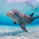 googlein yeni yapay zeka modeli yunuslarla baglanti kurulabilecek Hg5Pju4j