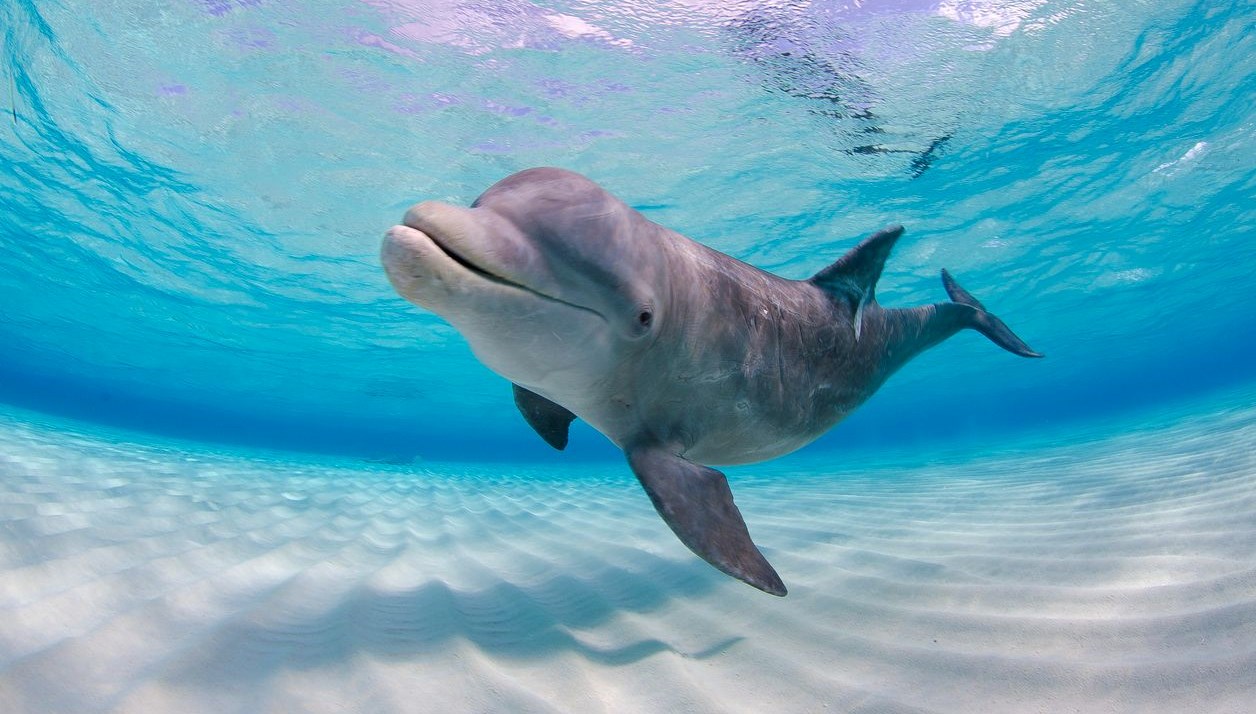 googlein yeni yapay zeka modeli yunuslarla baglanti kurulabilecek Hg5Pju4j