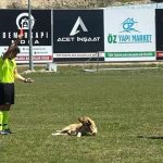 hakem sahaya giren kopegi kirmizi kart gosterip disari cikardi D1Y6DQYe