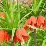 halk ortasinda aglayan gelin olarak da biliniyor jenerasyonu tukenme tehlikesiyle karsi karsiya x7YLI4C2